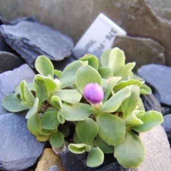 Primula allionii 'Hartside'