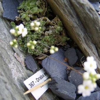 Draba ossetica racemosa