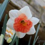 Narcissus 'Precocious' - 