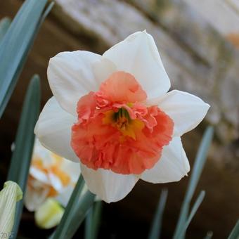 Narcissus 'Precocious'