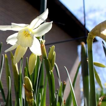 Narcissus triandrus 'Thalia'