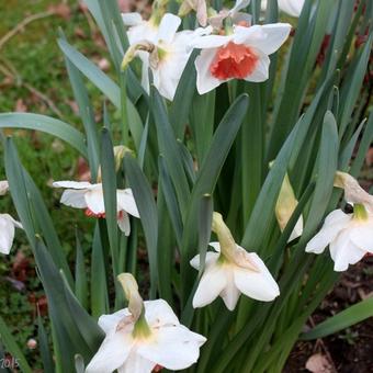 Narcissus 'Salome'