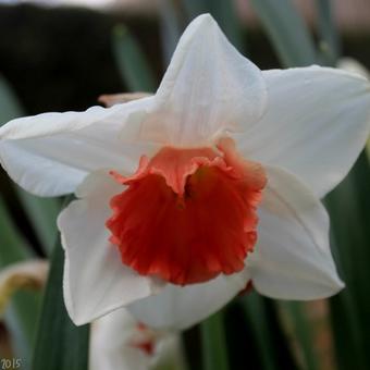 Narcissus 'Salome'