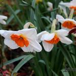 Narcissus 'Professor Einstein' - 