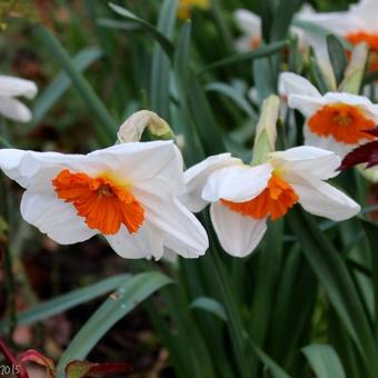 Narcissus 'Professor Einstein'