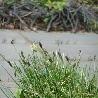 Sesleria caerulea