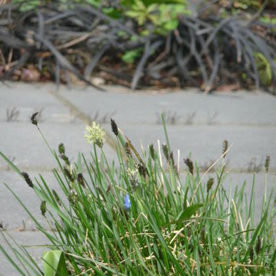 SESLÉRIE BLEU - Sesleria caerulea