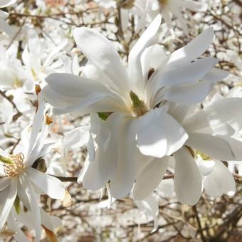 Magnolia stellata 'Waterlily'