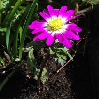 Anemone blanda var. rosea 'Radar'