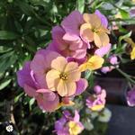 Erysimum ARTIST'S 'Paintbox' - 