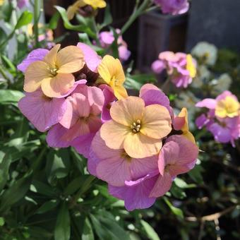 Erysimum ARTIST'S 'Paintbox'