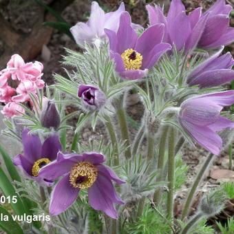 Pulsatilla vulgaris