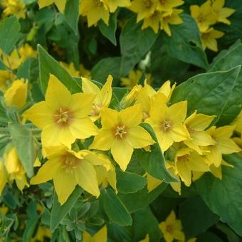 Lysimachia punctata