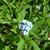 Myosotis alpestris