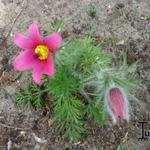 Pulsatilla vulgaris 'Rubra' - 