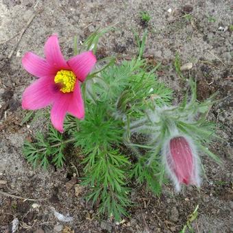 Pulsatilla vulgaris 'Rubra'