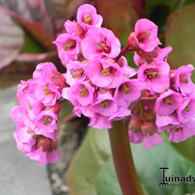 Bergenia cordifolia 'Purpurea' - 