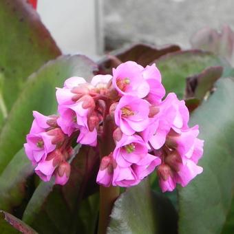 Bergenia cordifolia 'Purpurea'