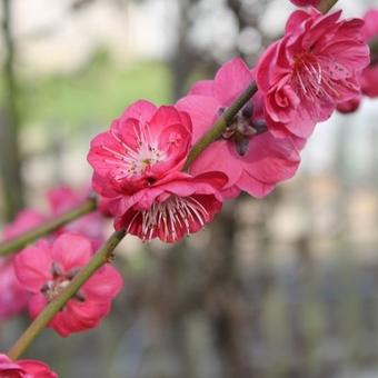 Prunus persica 'Melred'