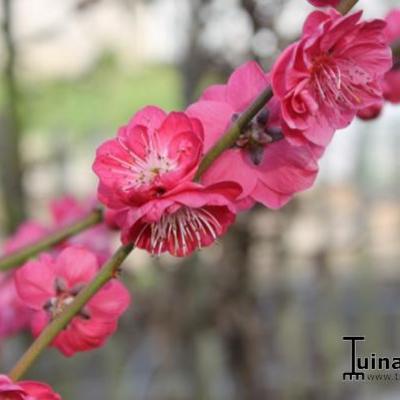 Prunus persica 'Melred' - 