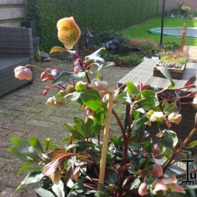 Helleborus orientalis 'PRETTY ELLEN'-serie - 