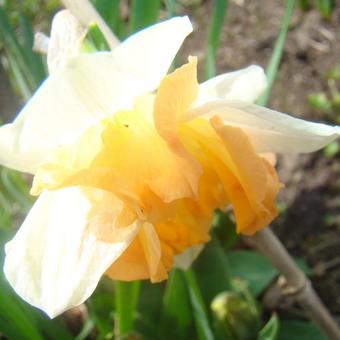 Narcissus 'Sunny Girlfriend'