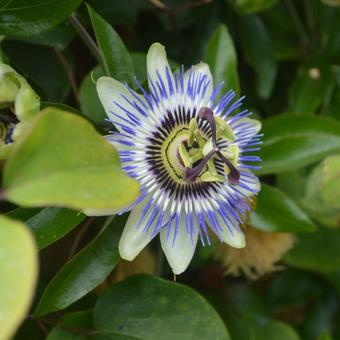 Passiflora caerulea