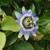 Passiflora caerulea