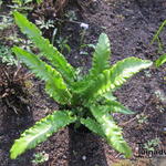 Asplenium scolopendrium 'Angustifolia' - Asplenium scolopendrium 'Angustifolia'