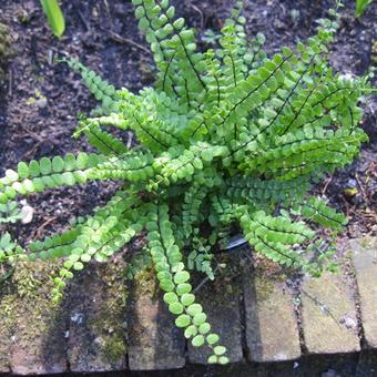 Asplenium trichomanes