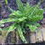 Asplenium trichomanes