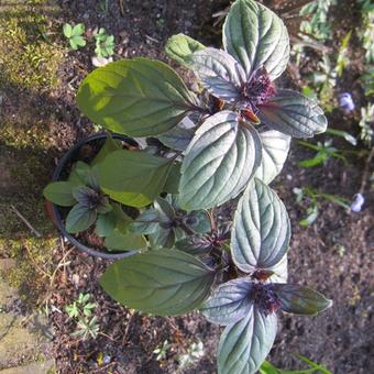 Ocimum basilicum 'Magic Mountain'