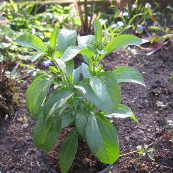 Stevia rebaudiana