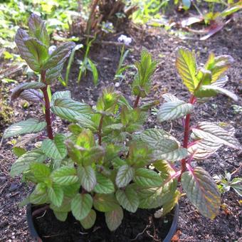 Mentha spicata