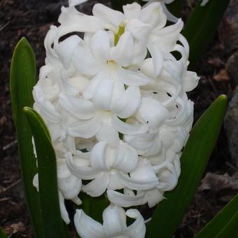 Hyacinthus orientalis 'Carnegie'