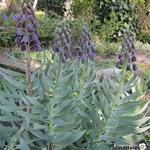 Fritillaria persica - Persische Fritillarie