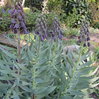 Fritillaria persica