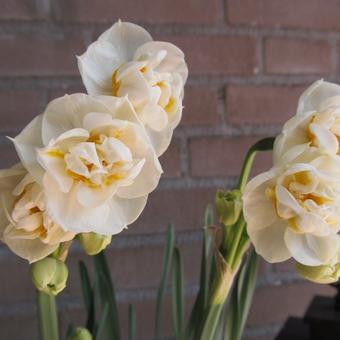 Narcissus tazetta 'Bridal Crown'