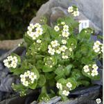 Draba ramosissima - 