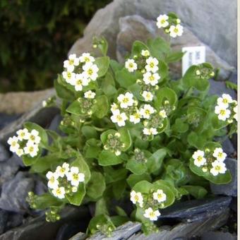 Draba ramosissima