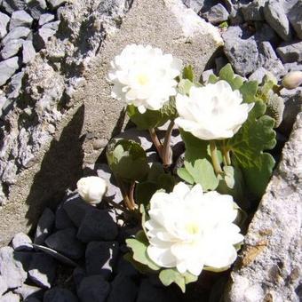 Sanguinaria canadensis 'Multiplex'