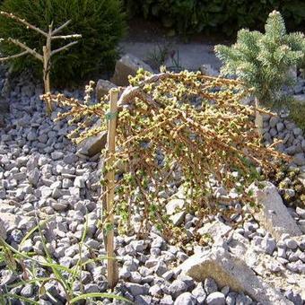 Larix kaempferi 'Blue Kroc'