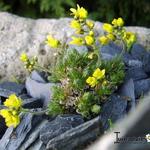 Draba archibaldii - 