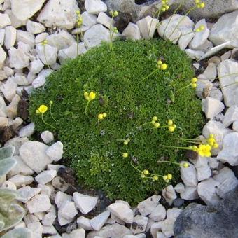 Draba bryoides imbricata 'Compacta'