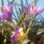 Crocus vernus 'Remembrance' - 