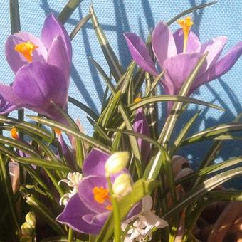 Crocus vernus 'Remembrance'