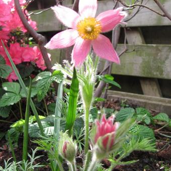 Pulsatilla vulgaris 'Papageno'