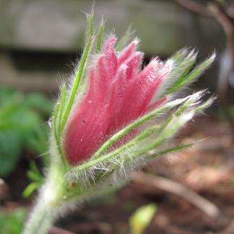 Pulsatilla vulgaris 'Papageno'