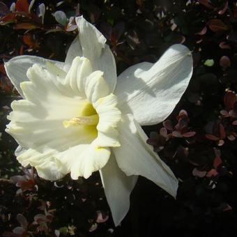 Narcissus 'Beersheba'