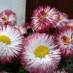 Bellis perennis HABANERA-serie - 